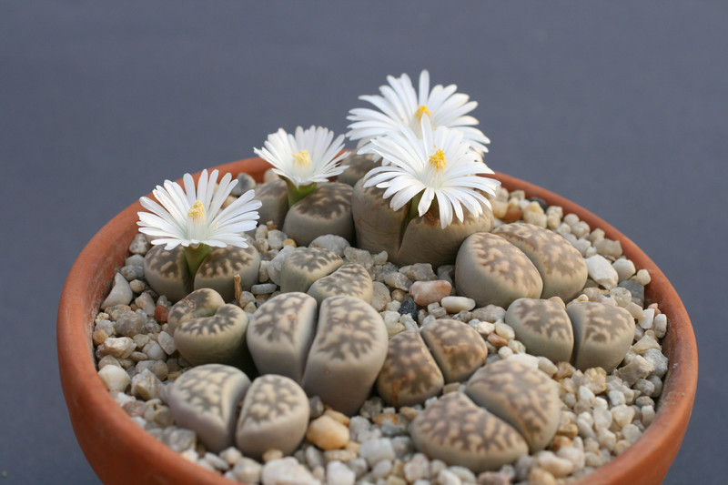 lithops karasmontana bella 43 0205