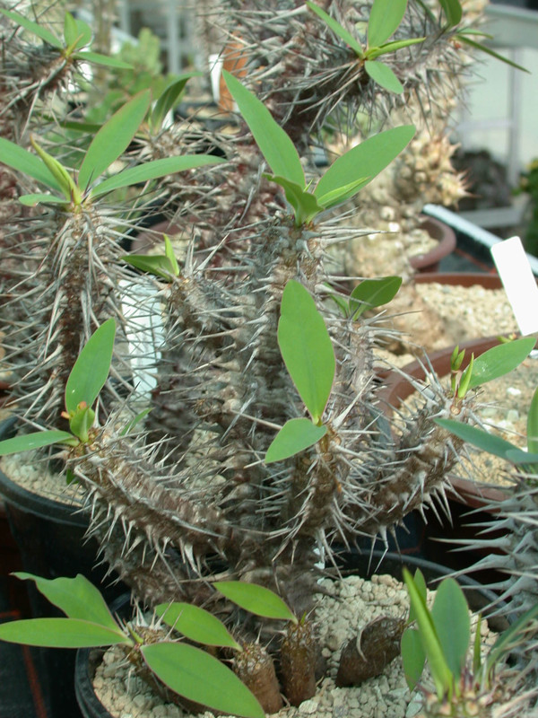 euphorbia horombensis es 11193 01