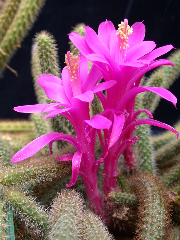 aporocactus flagelliformis 978323