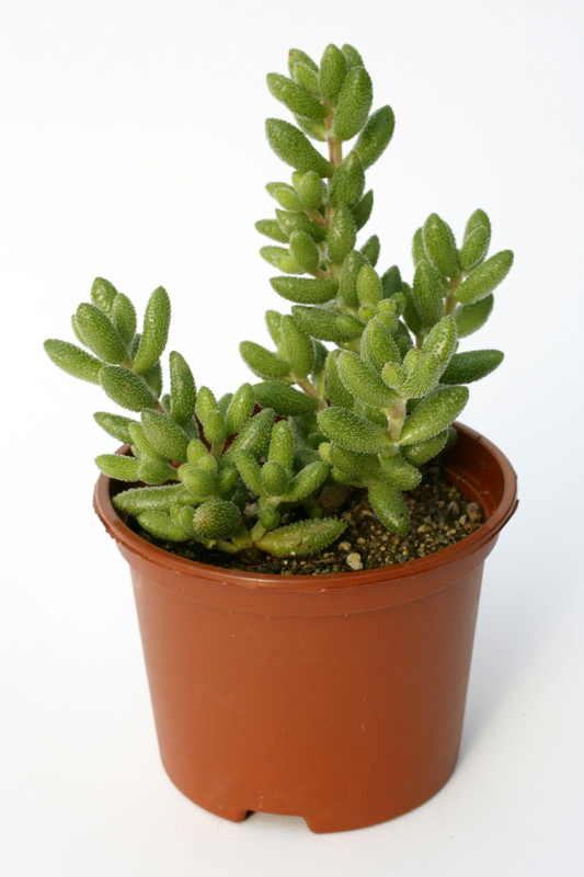 crassula hirtipes 7227