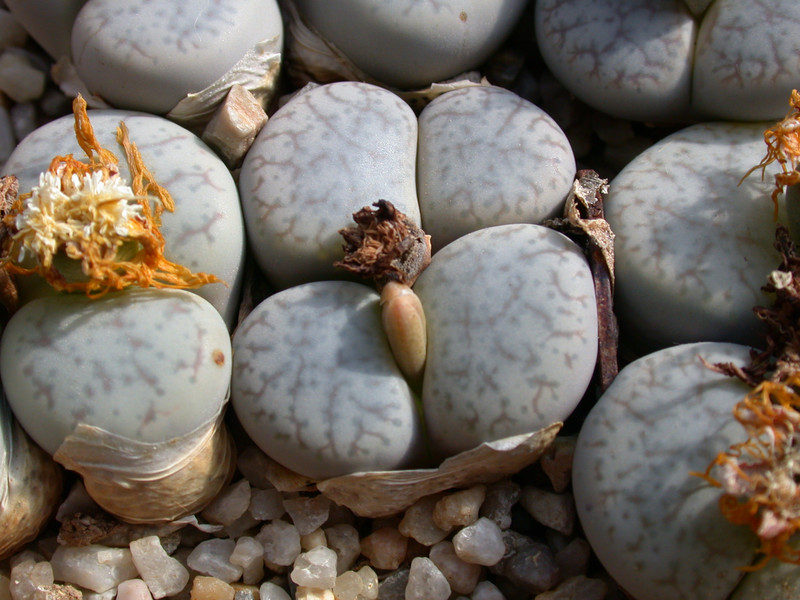 lithops pseudotruncatella elisabethae 03