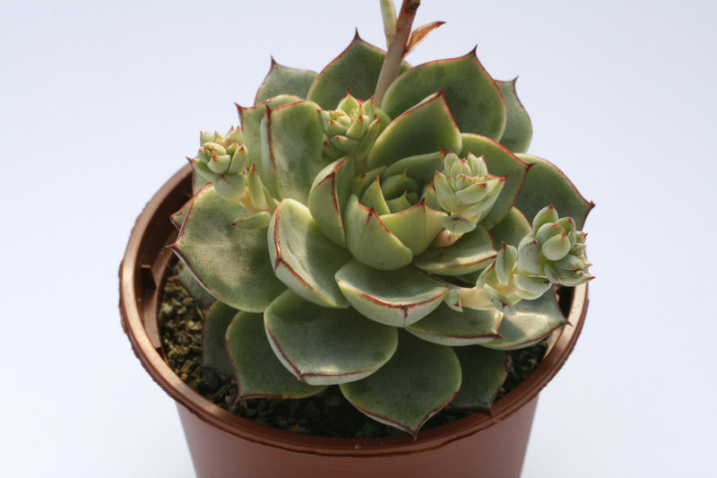 echeveria turgida 7707