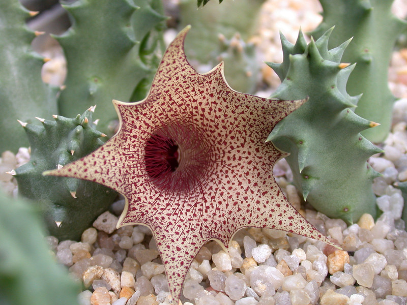 huernia barbata02