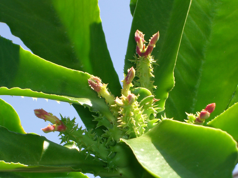 monadenium spectabile 1390