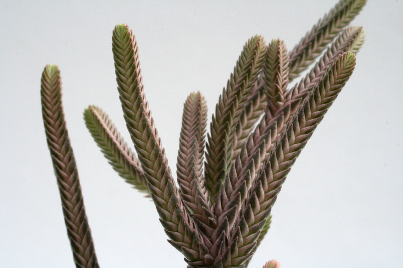 crassula muscosa variegata 0223