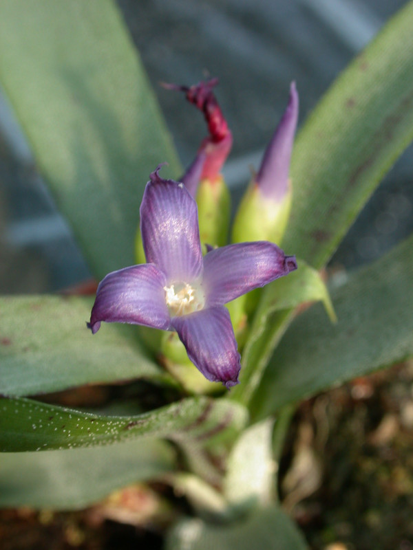 neoregelia liliputana 01
