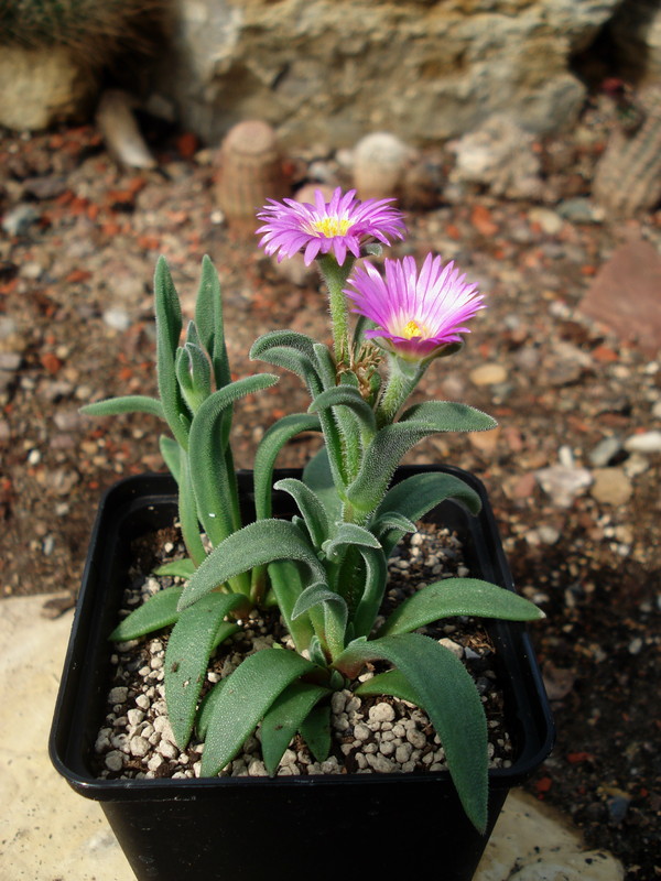 delosperma ashtonii mg1474 8