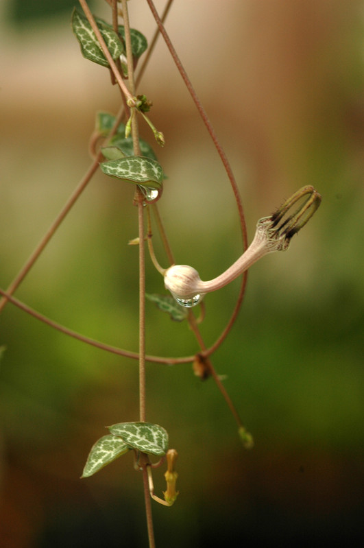 ceropegia woodii 02