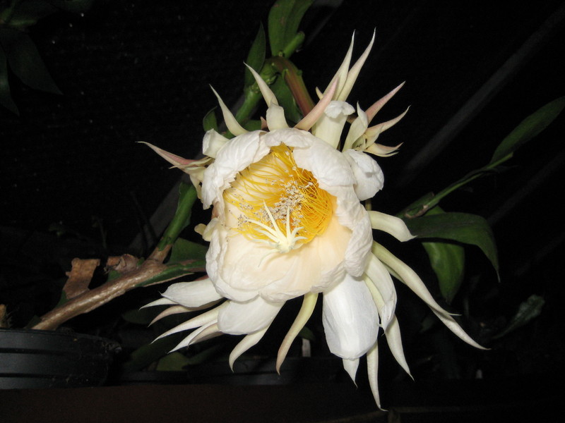 epiphyllum chrysocardium 513