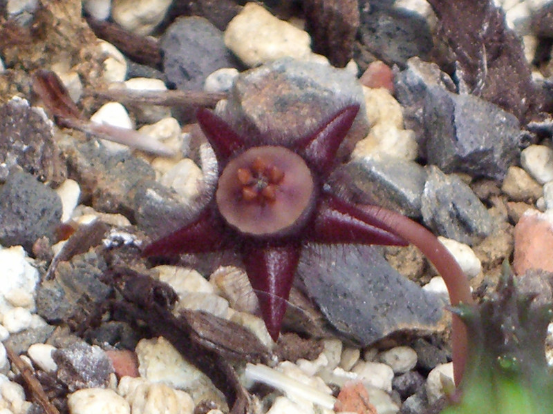 duvalia elegans 0758