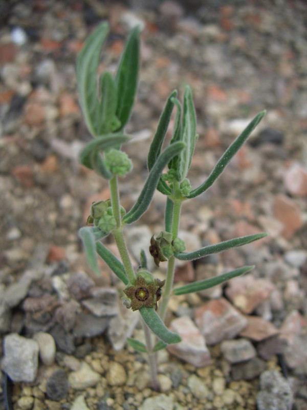 brachystelma dinteri 0850