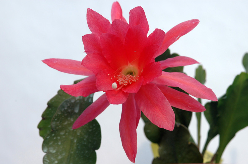 eh cecil cactus 5575 02