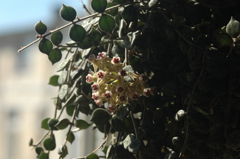 hoya curtisii 07