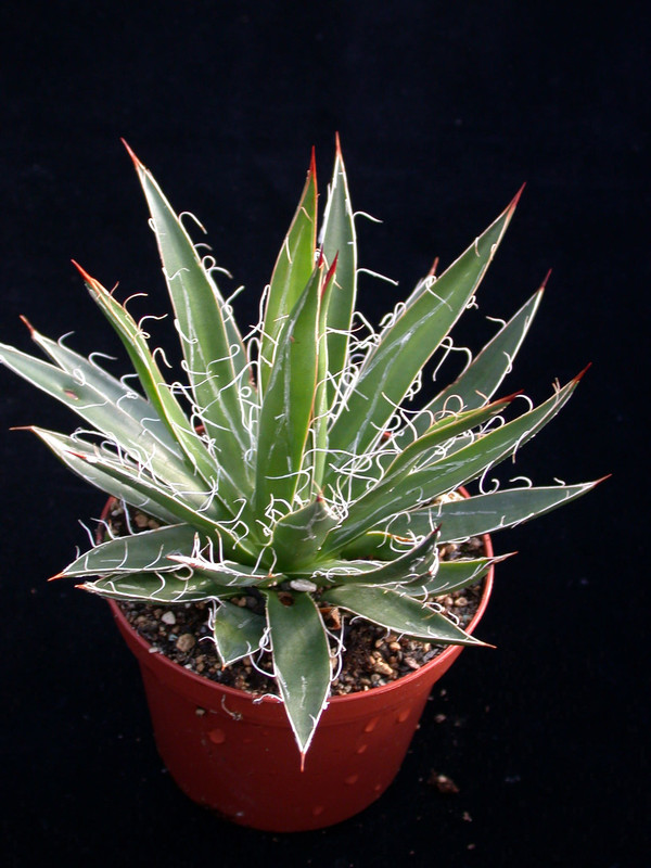 agave schidigera mesa de los negros 01