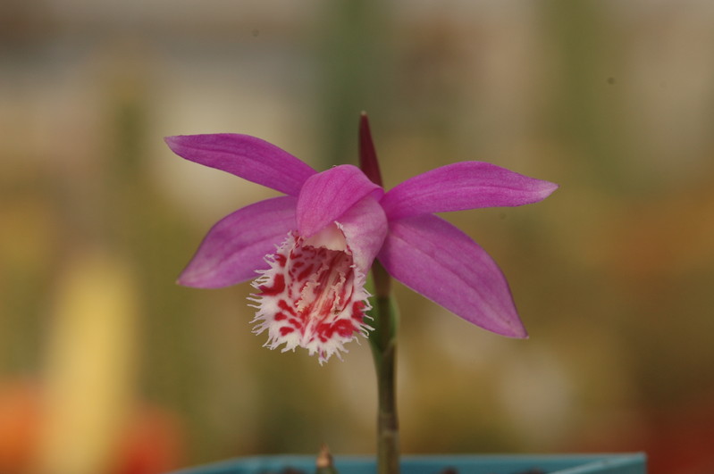 pleione limprichtii 1205