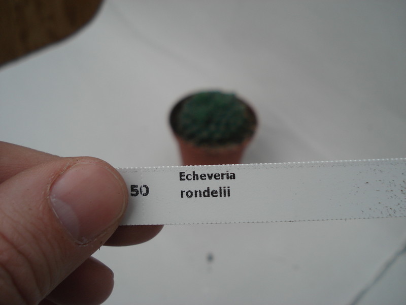 echeveria rondelii 8321