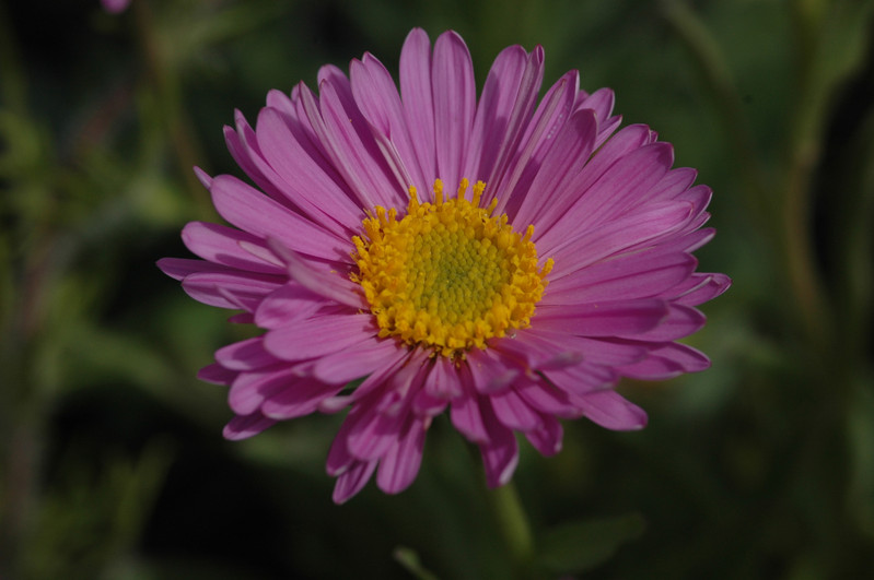aster alpinus 01