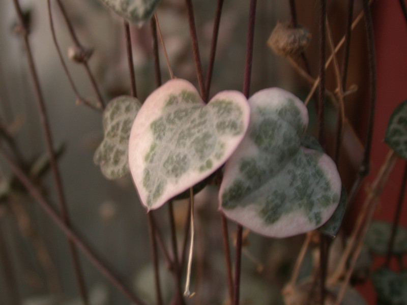 ceropegia woodii