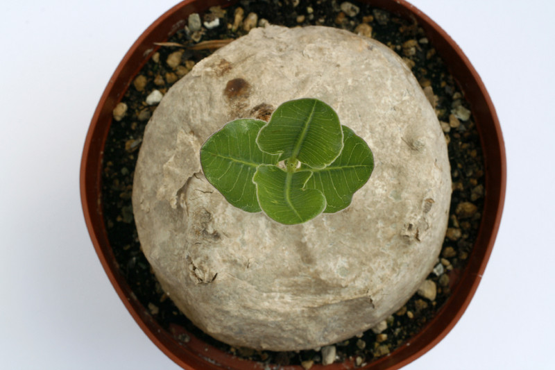 raphionacme longituba 9547