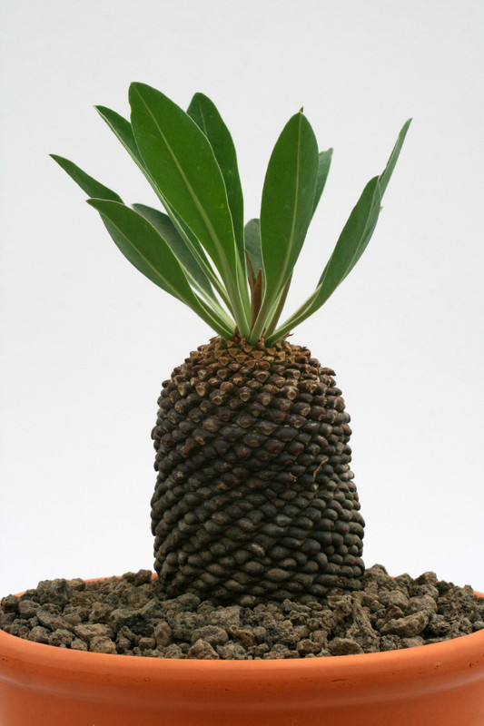 euphorbia bupleurifolia 9474