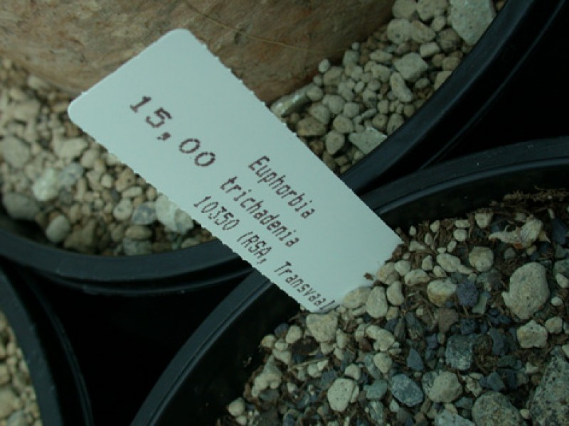 euphorbia trichadenia 06