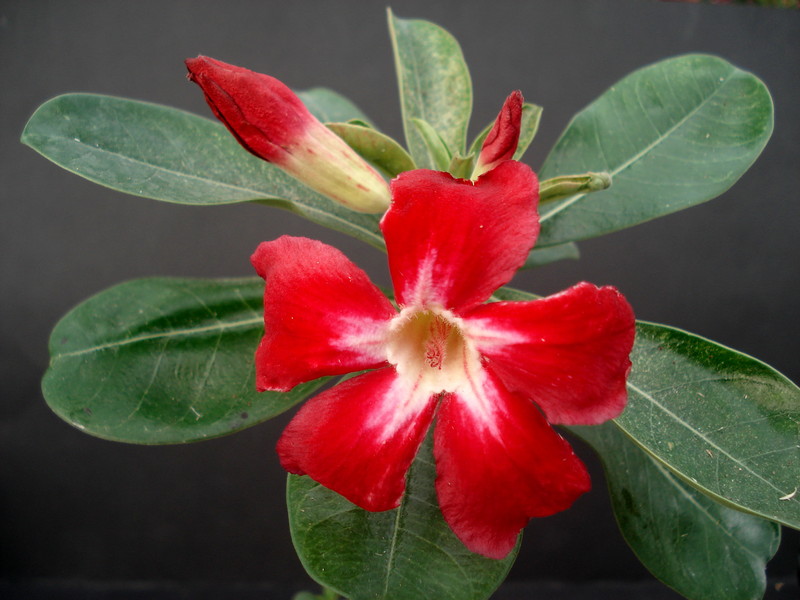 adenium us star 07