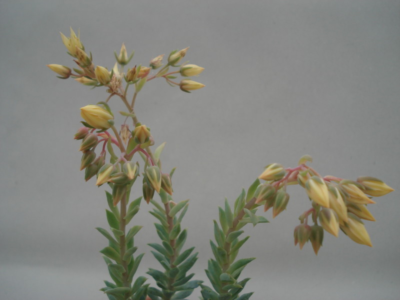 dudleya greenei 8404