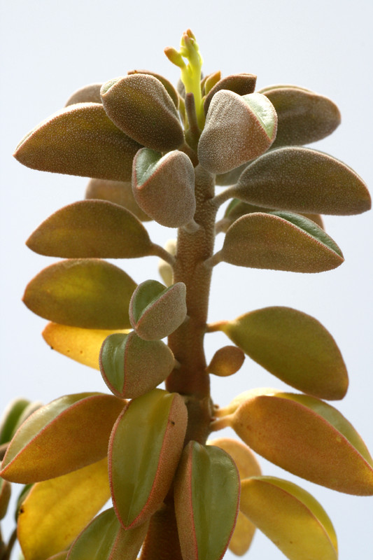 peperomia asperulata 8031