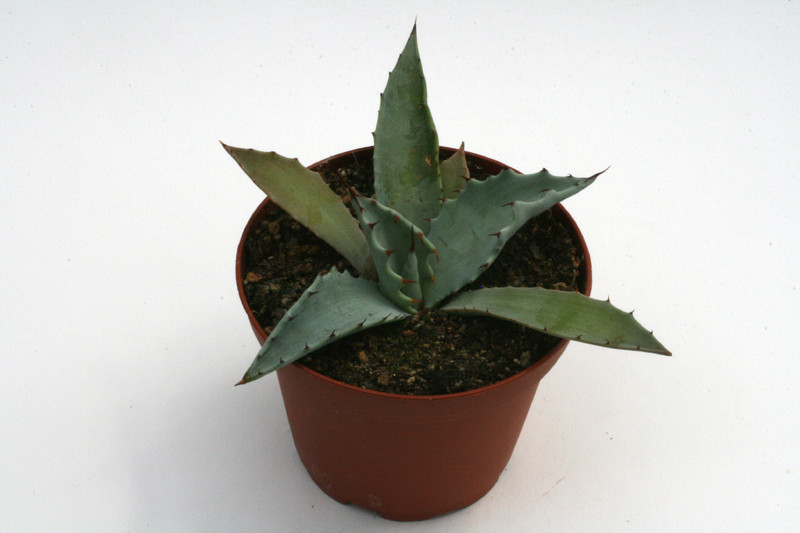 agave durangensis sombrerete 0171