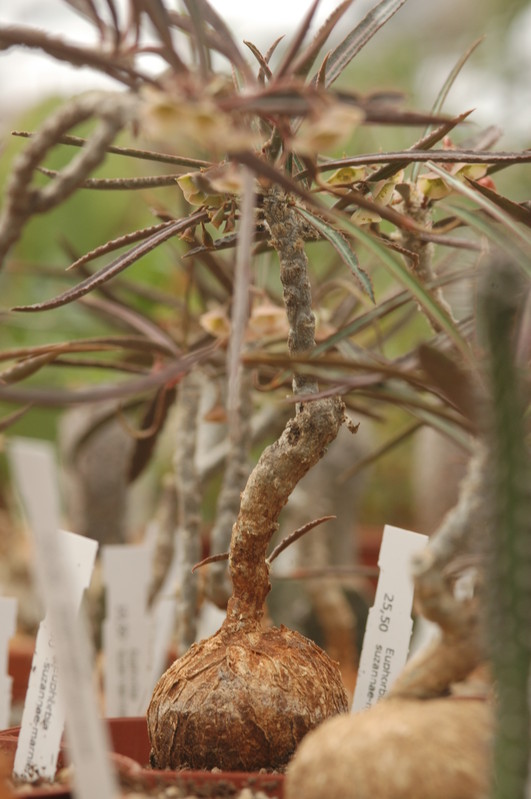 euphorbia suzanae marnierae 1124