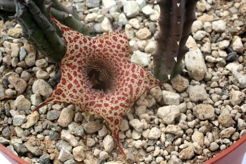 huernia boleana es2331 9323