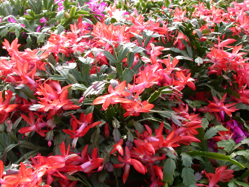 schlumbergera thor alice 01