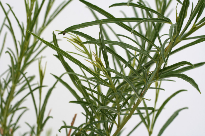 ipomea bolusiana 3496