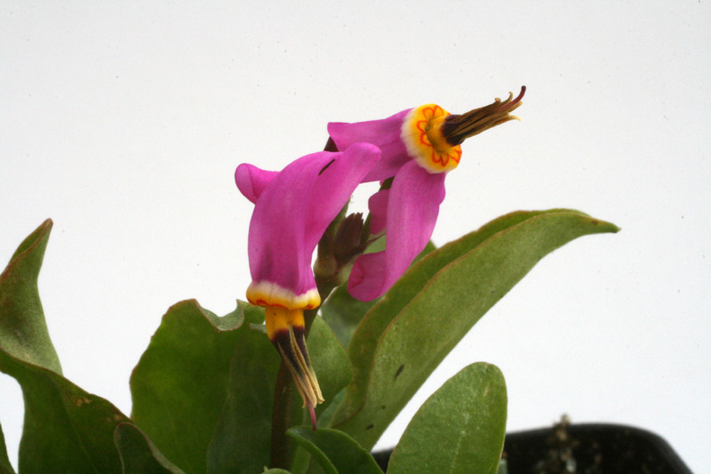 dodecatheon alpinum 7852