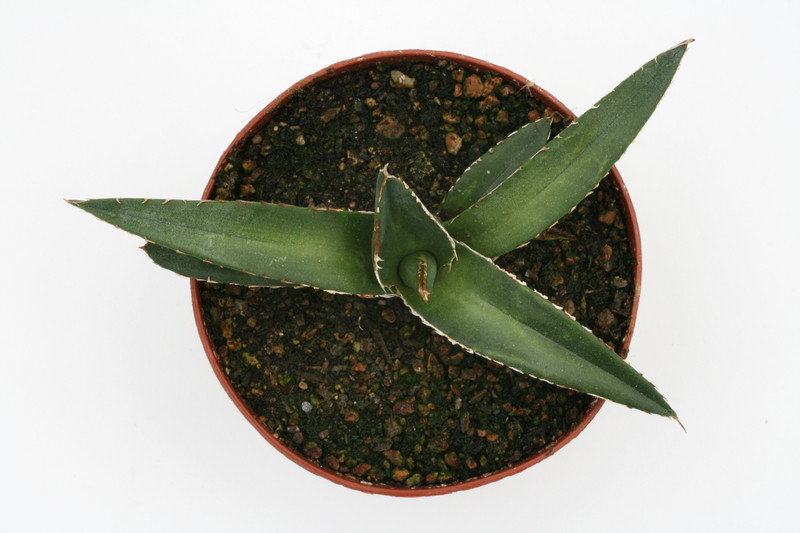 agave ghiesbreghtii 8821