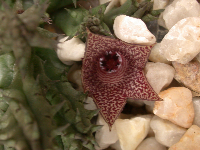 huernia whitesloaneana es2321 03