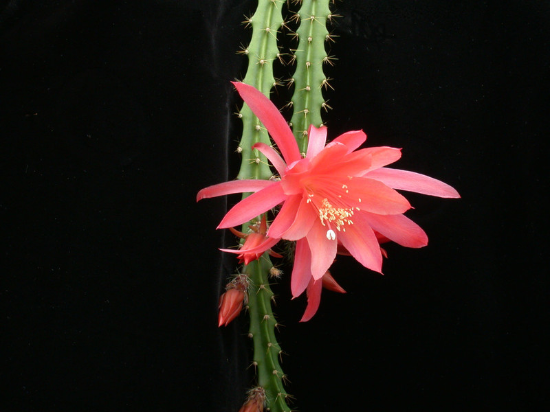 aporocactus sussex pink 2