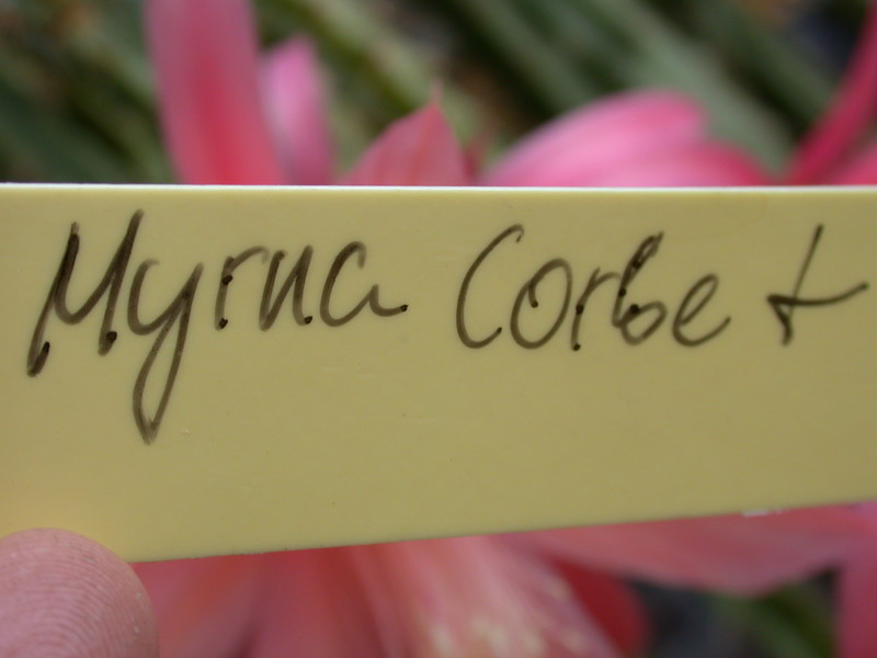 aporocactus myrna corbett 981463