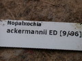nopalxichia ackermannii ed9 96 5690