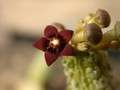 carralluma dodsoniana 02