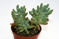 sedum pachyphyllum 7565