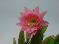 eh tk 0501 210