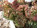 sinocrassula crassissima crista001