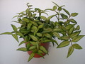 hoya bella louise buis 4016