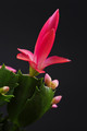 schlumbergera thor zita 001