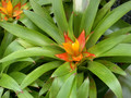 guzmannia theresa 02