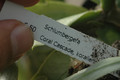 schlumbergera coral cascade 8212
