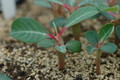 euphorbia vigueri 203