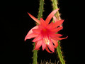 aporocactus engl no31 01