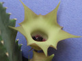 huernia primulina 1775